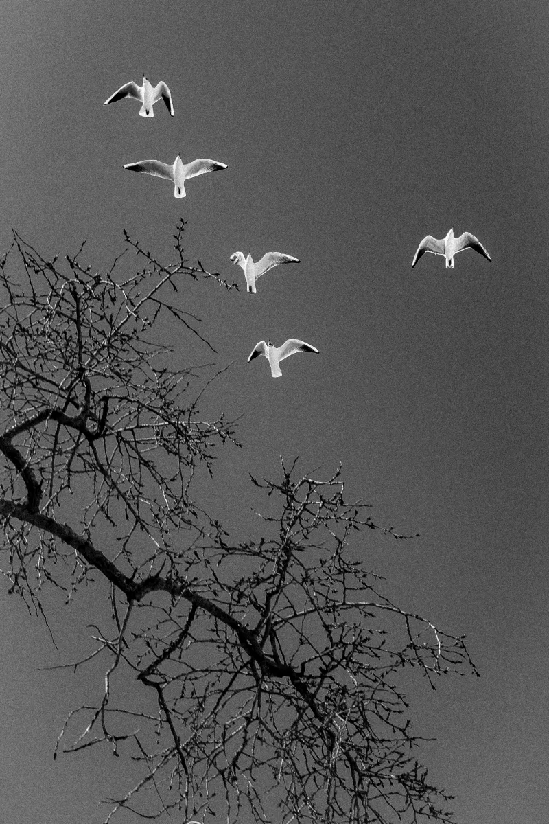 Five white birds flying above bare branches in black and white